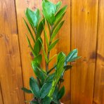 Zamiokulkas (Zamioculcas zamifolia) - výška 20-25 cm, kont. C1L